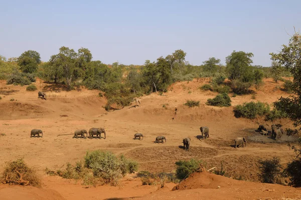 Afrikanischer Elefant Und Giraffe Mphongolo River African Elephant Giraffe Mphongolo — Stockfoto