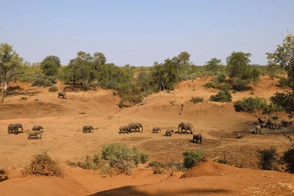 Afrikanischer Elefant Und Giraffe Mphongolo River African Elephant Giraffe Mphongolo — Stockfoto