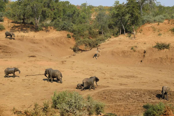 Afrikanischer Elefant Und Giraffe Mphongolo River African Elephant Giraffe Mphongolo — Fotografia de Stock