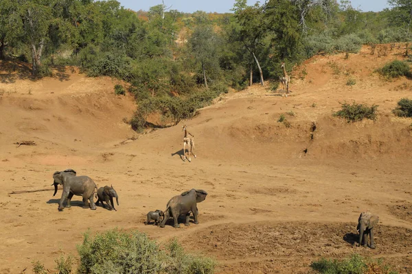 Afrikanischer Elefant Und Giraffe Mphongolo River African Elephant Giraffe Mphongolo — Fotografia de Stock