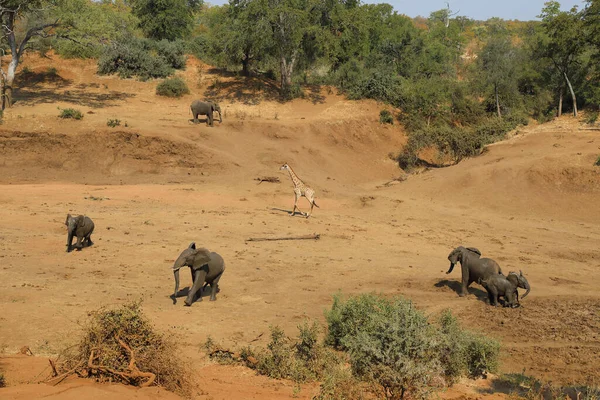 Afrikanischer Elefant Und Giraffe Mphongolo River African Elephant Giraffe Mphongolo — Stockfoto
