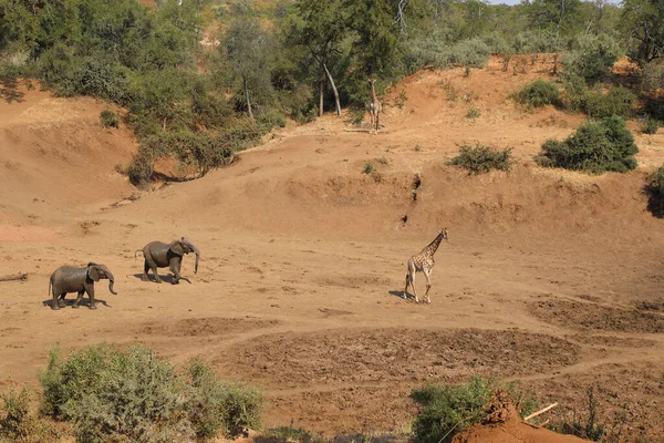 Afrikanischer Elefant Und Giraffe Mphongolo River African Elephant Giraffe Mphongolo — Fotografia de Stock