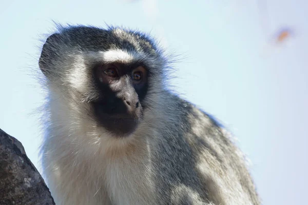 Vervet Monkey Cercopithecus Aethiops — Fotografia de Stock