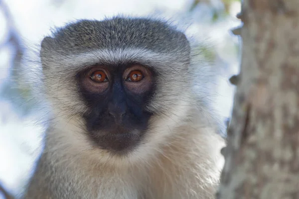 Vervet Monkey Cercopithecus Aethiops — 스톡 사진