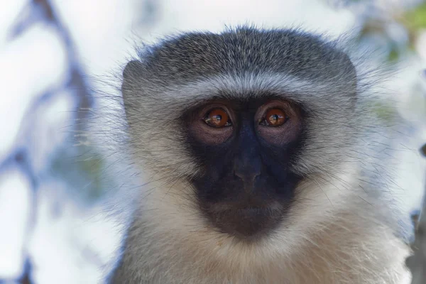 Vervet Monkey Cercopithecus Aethiops — Zdjęcie stockowe