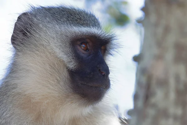 Vervet Monkey Cercopithecus Aethiops — Fotografia de Stock