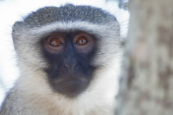 Vervet Monkey Cercopithecus Aethiops — 스톡 사진