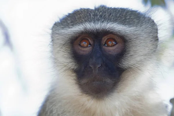 Vervet Monkey Cercopithecus Aethiops — Fotografia de Stock