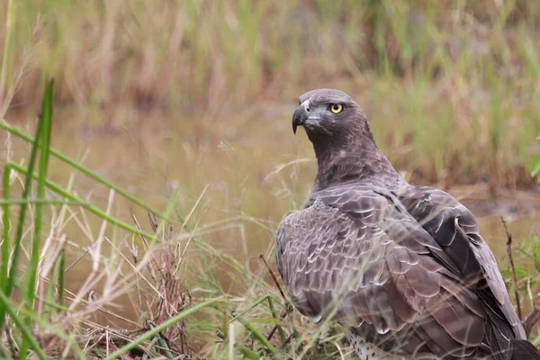 Kampfadler Martial Eagle Polemaetus Bellicosus — Foto de Stock