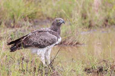Kampfadler / Martial Eagle / Polemaetus bellicosus