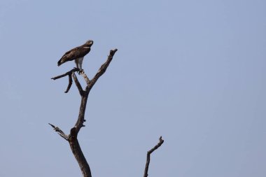 Kampfadler / Martial Eagle / Polemaetus bellicosus