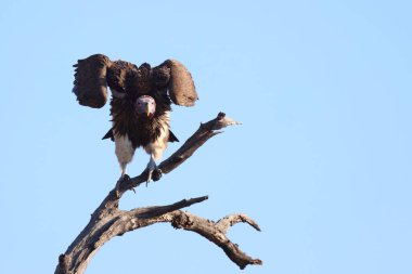Kappengeier / Hooded vulture / Necrosyrtes manachus