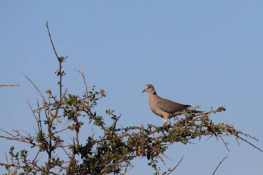 Kapturteltaube / Cape turtle dove / Streptopelia capicola