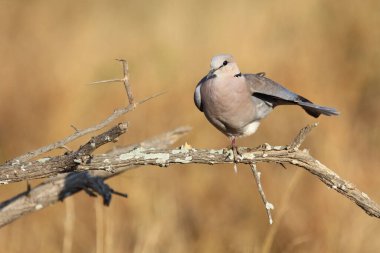 Kapturteltaube / Cape turtle dove / Streptopelia capicola
