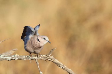 Kapturteltaube / Cape turtle dove / Streptopelia capicola