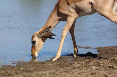 Schwarzfersenantilope und Rotschnabel-Madenhacker / Impala and Red-billed oxpecker / Aepyceros melampus et Buphagus erythrorhynchus