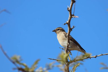 Senegaltschagra / Black-crowned tchagra / Tchagra senegalus