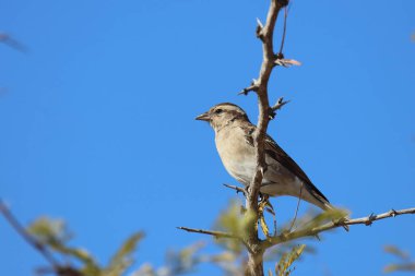 Senegaltschagra / Black-crowned tchagra / Tchagra senegalus
