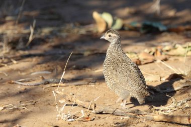 Swainsonfrankolin / Swainson's Francolin or Swainson's spurfowl / Francolinus swainsonii
