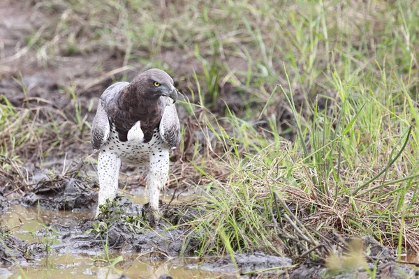 Kampfadler Martial Eagle Polemaetus Bellicosus — Fotografia de Stock