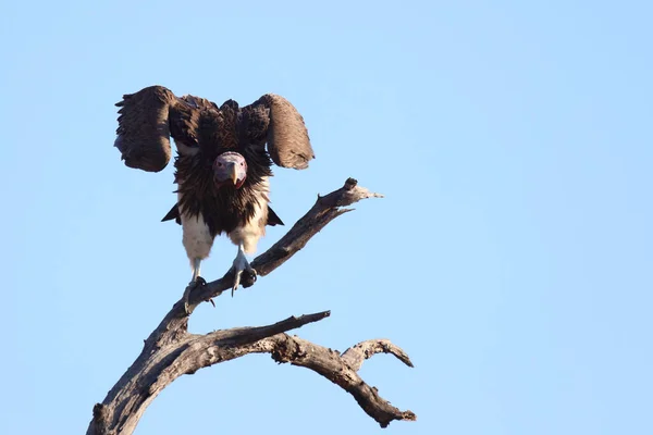 Kappengeier Hooded Vulture Necrosyrtes Manachus — Stok fotoğraf