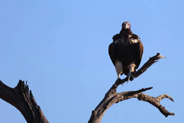 Kappengeier Hooded Vulture Necrosyrtes Manachus — Foto de Stock