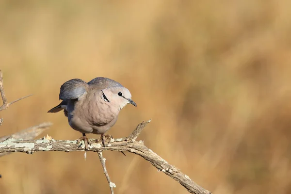 Kapturteltaube Cape Turtle Dove Streptopelia Capicola — Stock Photo, Image