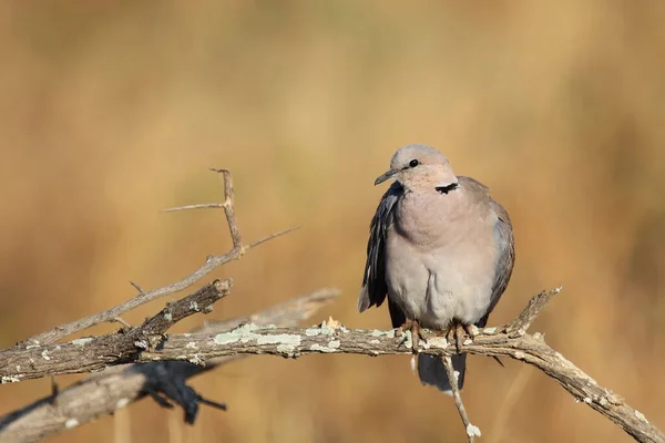 Kapturteltaube Cape Turtle Dove Streptopelia Capicola — Stock Photo, Image