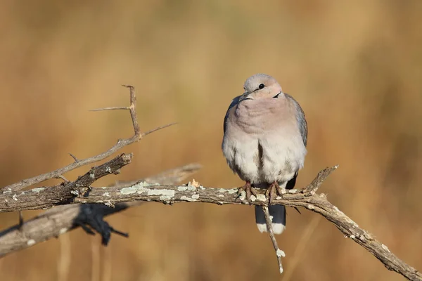 Kapturteltaube Cape Turtle Dove Streptopelia Capicola — Stock fotografie