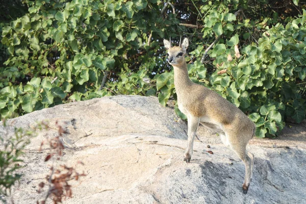 Klippspringer Klipspringer Oreotragus Oreotragus — 스톡 사진