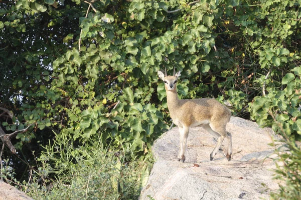 Klippspringer Klipspringer Oreotragus Oreotragus — стокове фото