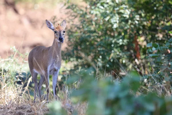 Kronenducker Common Duiker Sylvicapra Grimmia — Fotografia de Stock