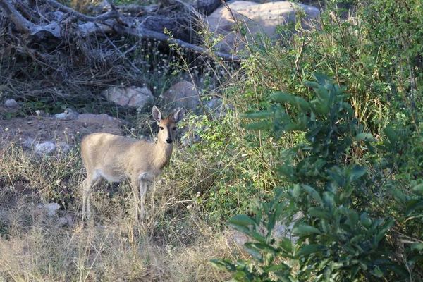 Kronenducker Common Duiker Sylvicapra Grimmia — 스톡 사진