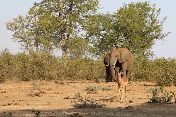 Schwarzfersenantilope Und Afrikanischer Elefant Impala African Elephant Aepyceros Melampus Loxodonta — Fotografia de Stock