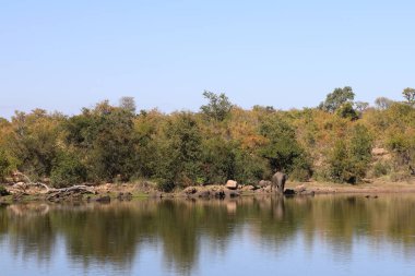 Afrikanischer Elefant am Nhlanganiniidamm / African elephant at Nhlanganinii Dam / Loxodonta africana