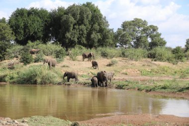 Afrikanischer Elefant am Olifants River / African elephant at Olifants River / Loxodonta africana