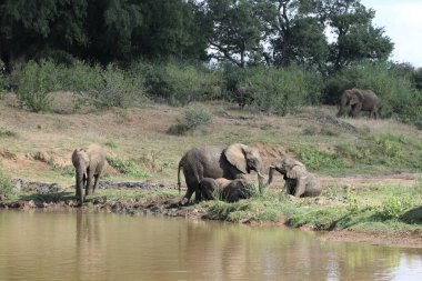 Afrikanischer Elefant am Olifants River / African elephant at Olifants River / Loxodonta africana