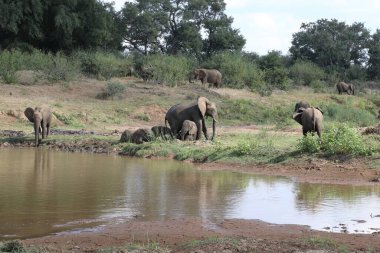 Afrikanischer Elefant am Olifants River / African elephant at Olifants River / Loxodonta africana