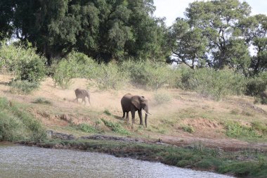 Afrikanischer Elefant am Olifants River / African elephant at Olifants River / Loxodonta africana