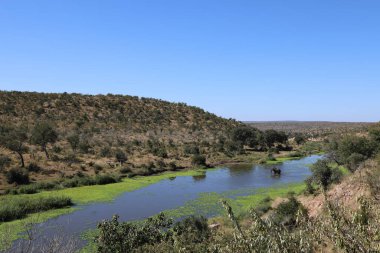Afrikanischer Elefant im N'waswitsontso River / African elephant in N'waswitsontso River / Loxodonta africana