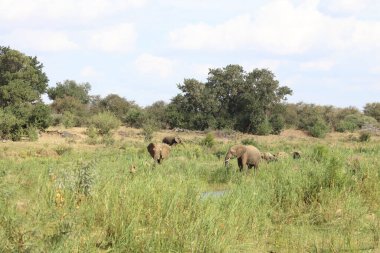 Afrikanischer Elefant im Olifants River / African elephant in Olifants River / Loxodonta africana