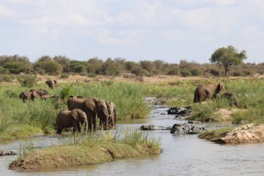 Afrikanischer Elefant im Olifants River / African elephant in Olifants River / Loxodonta africana
