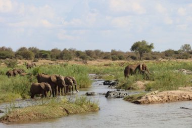 Afrikanischer Elefant im Olifants River / African elephant in Olifants River / Loxodonta africana