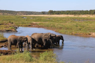 Afrikanischer Elefant im Olifants River / African elephant in Olifants River / Loxodonta africana