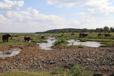 Afrikanischer Elefant im Olifants River / African elephant in Olifants River / Loxodonta africana
