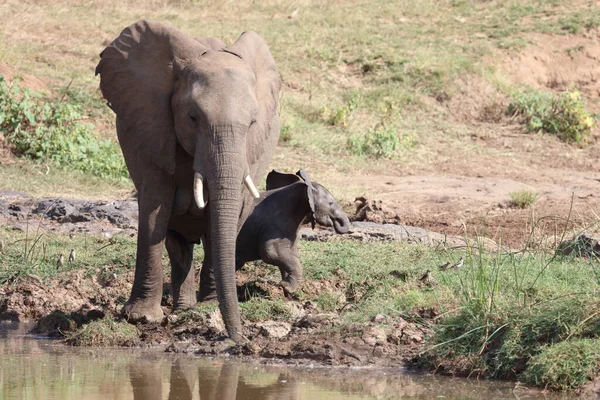 Afrikanischer Elefant Olifants River African Elephant Olifants River Loxodonta Africana — Foto Stock