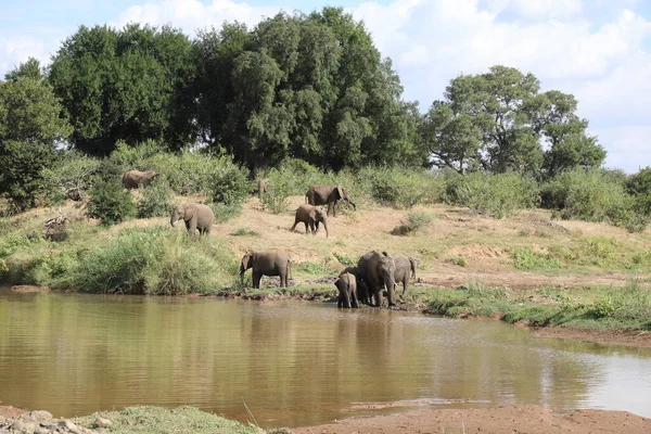 Afrikanischer Elefant Olifants River African Elephant Olifants River Loxodonta Africana — стокове фото