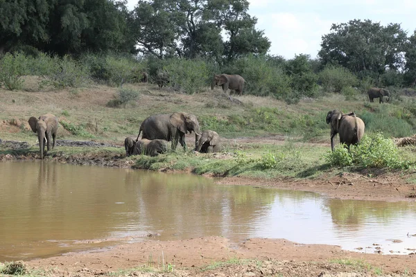 Afrikanischer Elefant Olifants River African Elephant Olifants River Loxodonta Africana — Fotografia de Stock