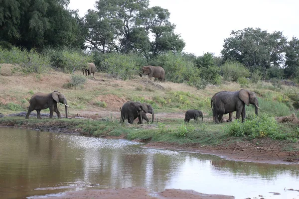 Afrikanischer Elefant Olifants River African Elephant Olifants River Loxodonta Africana — Fotografia de Stock