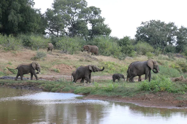 Afrikanischer Elefant Olifants River African Elephant Olifants River Loxodonta Africana — Fotografia de Stock